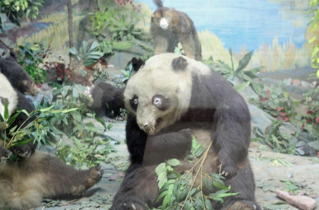 Imagen: Crap Taxidermy